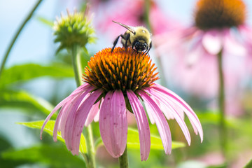 Bee collecting pollen from flower to use to make honey. Insect pollination. Save the bees!