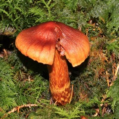 Brown mushroom fungus in forest
