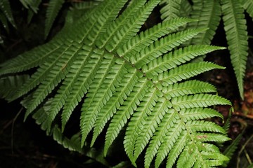 Green fern plant