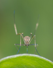 Mosquito seen at Sikkim,India