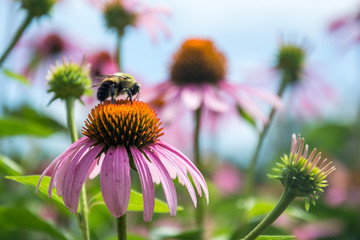  Bumble bee collecting pollen on Eastern Purple Coneflower (Echinacea purpurea).