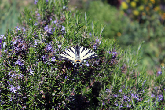 Farfalla Podalirio atterrata su cespuglio di rosmarino fiorito