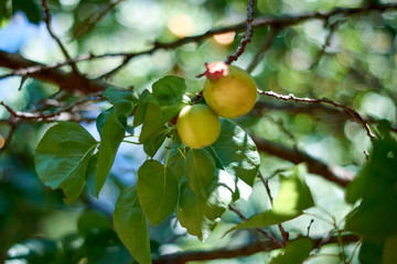 plum fruits in spring