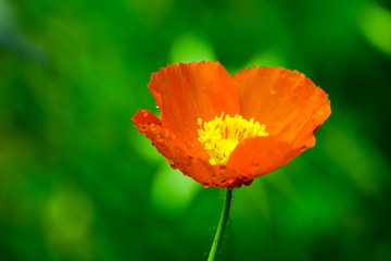 Fototapeta premium Red flower with yellow pistil on a green background. Red flower is a Copper Mallow Flower, also called Cowboy's Delight or Sphaeralcea coccinea.