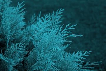 Fototapeta na wymiar Branch of blue thuja background. Blue thuja leaf texture. Nature background texture