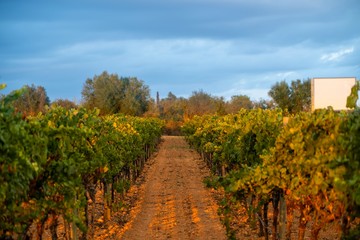 Fototapeta na wymiar Clouse up of a vineyard from the opposite side of the sunset giving us golden plants and land and blue and cloudy sky