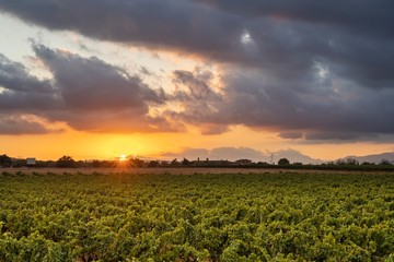 Stunning sunset view from a vineyard in Sencelles, Mallorca
