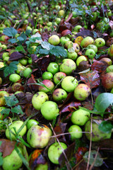 Crab apples fallen on the ground in the leaf litter