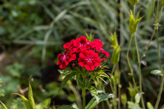 Rote Bartnelke