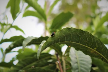 Flies on the Mango leaf