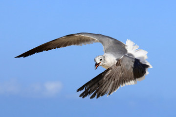 Elegante Möwe