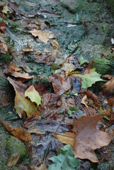 tappeto di foglie
