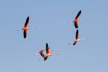 Flamingos im Flug