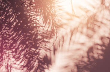 Palm leaves Abstract shadow background on white concrete wall texture, colorful