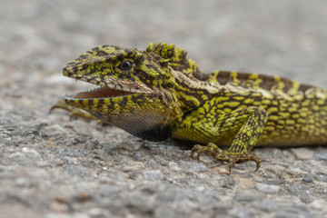 Japalura Variegata Lizard seen at Sikkim,India