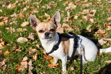 A chihuahua is sitting in the Autumn sun