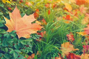 Yellow, orange and red september leaves on a green bush rose hips in beautiful fall park. Fallen golden autumn leaves on green grass in sunny morning sun light yard. October landscape background.