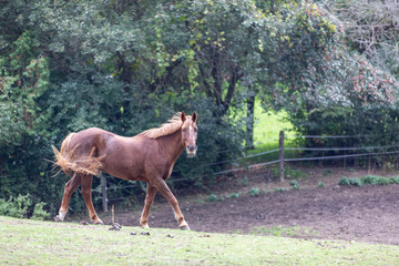horse on pasture