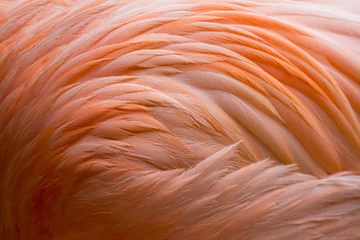 Wandcirkels plexiglas Flamingo verenkleed (gevederte) © Bittner KAUFBILD.de