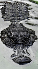 Alligator du parc national des Everglades en Floride