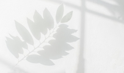 Leaves shadow background on white wall texture
