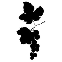 Vector Grape berry healthy food. Black and white engraved ink art. Isolated grapes illustration element.