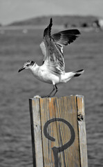 Mouette sur le port de Miami