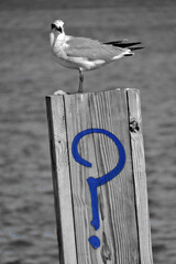 Mouette sur le port de Miami