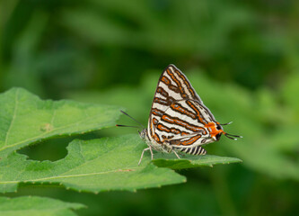 Fototapeta na wymiar Common Silverline Butterfly seen at Thane,Maharashtra,India