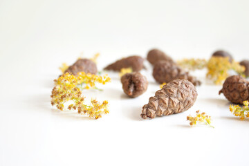 Beauty of nature. Gifts of nature. Cones and yellow dried flowers on a white background. Natural background. Selective focus