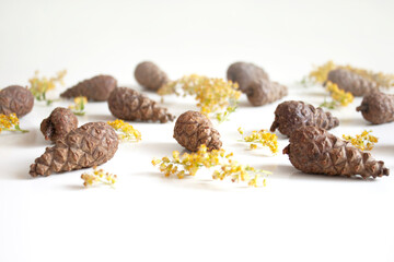 Beauty of nature. Gifts of nature. Cones and yellow dried flowers on a white background. Natural background. Selective focus