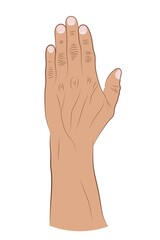 Human hand raised up on a white background. Vector illustration of a brush with fingers. Hand drawing