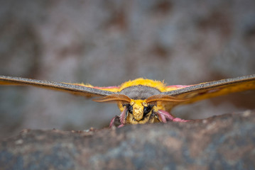 Close up shot of Head of Loepa katinka, the golden emperor moth seen at Bhimashankar,Maharashtra,India