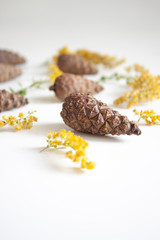 Beauty of nature. Gifts of nature. Cones and yellow dried flowers on a white background. Natural background. Selective focus