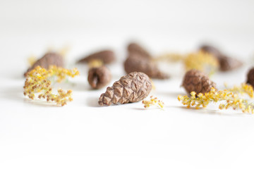 Beauty of nature. Gifts of nature. Cones and yellow dried flowers on a white background. Natural background. Selective focus