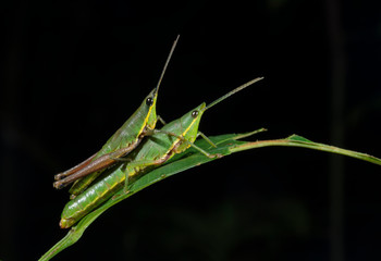 Grasshopper Mating seen at Goa,,India