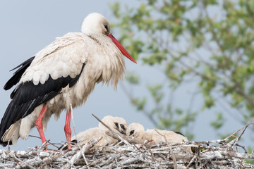 Stork in his nest with his children