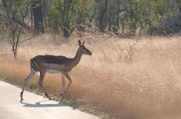 Deer, Antelope, Kruger National Park, South Africa