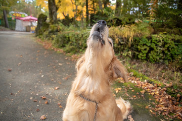 富士すばるランド