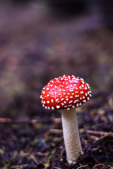 Isolated fly agaric mushroom in the forest. Amanita muscaria with bright red.
