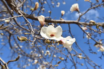 close up of white magnolia