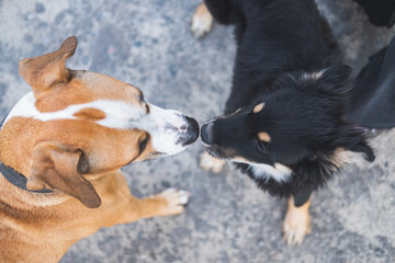 Dogs sniffing each other, acquaintance, socialization and behaviour issues with pets. A grown up staffordshire terrier dog making friends with a puppy at a walk, top view