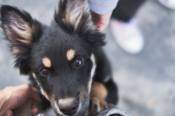 Portrait of a little homeless puppy looking in the eyes. Adoption of a dog or getting introduced to a new pet concept: cute puppy looks up at a person, point of view perspective