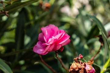 Fleur de laurier rose 
