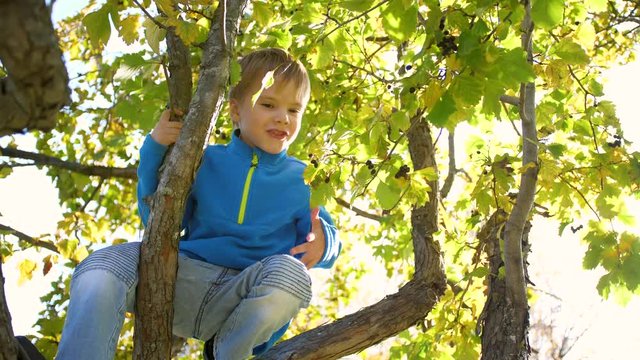 a child climbs a tree. picking berries. bright sunny day