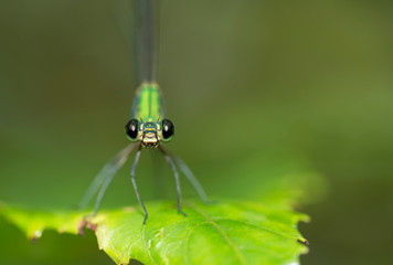 Clearwing forest Glory Damselfly seen at Goa,,India
