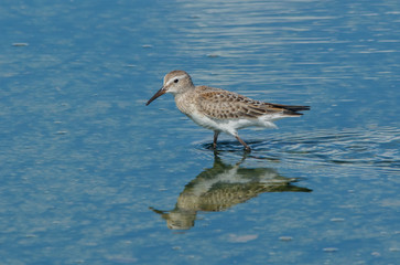 White-rumped Sandpiper and it's reflection. Reflection in the water