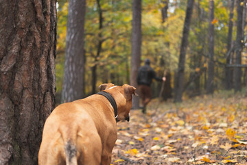 Dog looks at a person walking away in the forest. Concept of pursuit, leaving a pet in the woods or hiking with  a dog: staffordshire terrier dog watches back of a human going away