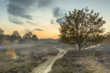 Fototapeta na wymiar Hiking trail through heathland in autumn colors