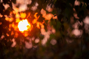 blurred background, the rays of the evening sun through the trees, birch leaves